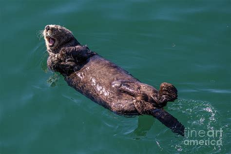 Alaska Sea Otter Photograph by David Guenther - Pixels