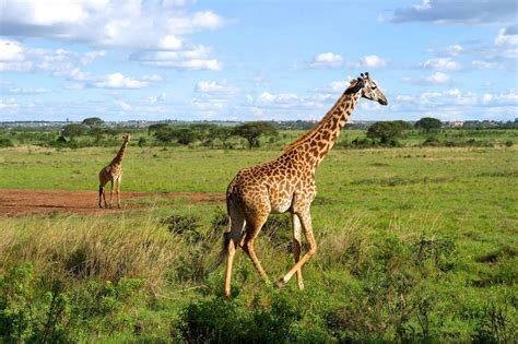 Nairobi National Park Safari Guide • Inside Kenya's Park