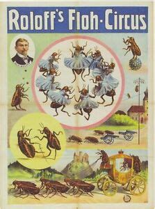 Vintage Victorian German Flea Circus Poster A3 Reprint | eBay