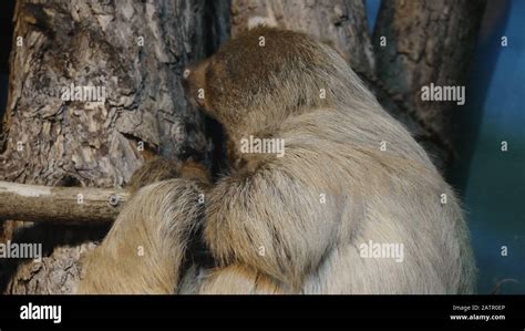 Sloth hanging upside down on a tree branch Stock Photo - Alamy