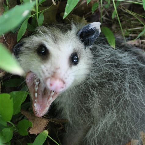 Possum Teeth