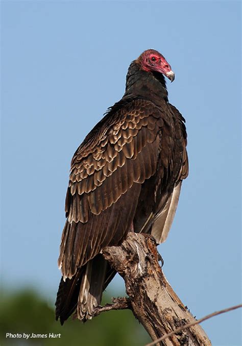 Tennessee Watchable Wildlife | Turkey Vulture - Habitat: