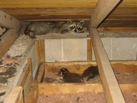 Can a Raccoon Cause Significant Damage in Your Attic ...