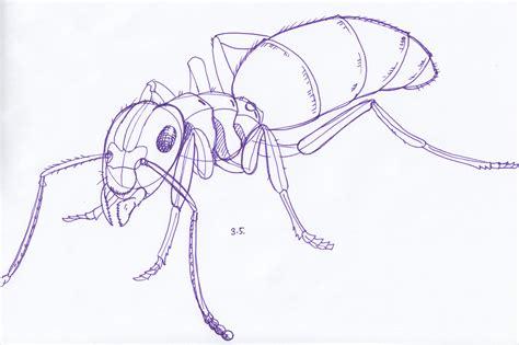 Ant Sketch at PaintingValley.com | Explore collection of Ant Sketch