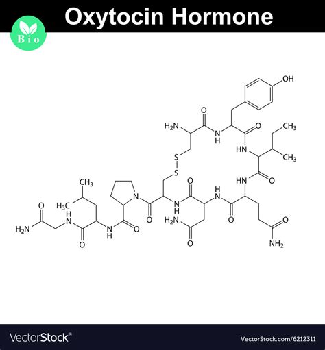 Oxytocin hormone Royalty Free Vector Image - VectorStock