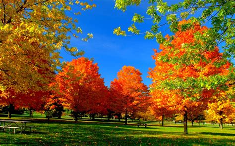 autumn, Fall, Season, Nature, Landscape, Leaf, Leaves, Color, Seasons, Tree, Forest Wallpapers ...