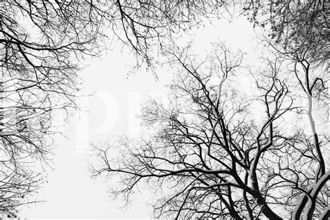 Snowy Tree Silhouettes 1 Wallpaper - Happywall