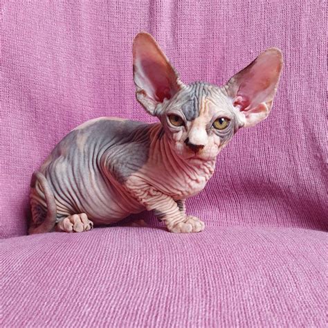 Beautiful Sphynx kittens Offer