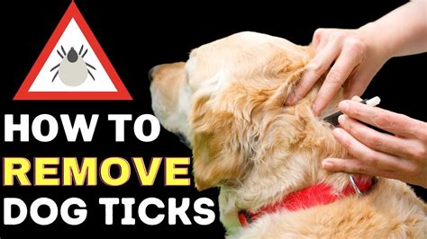 How To Remove A Tick From A Dog's Body - HOWTORMEOV