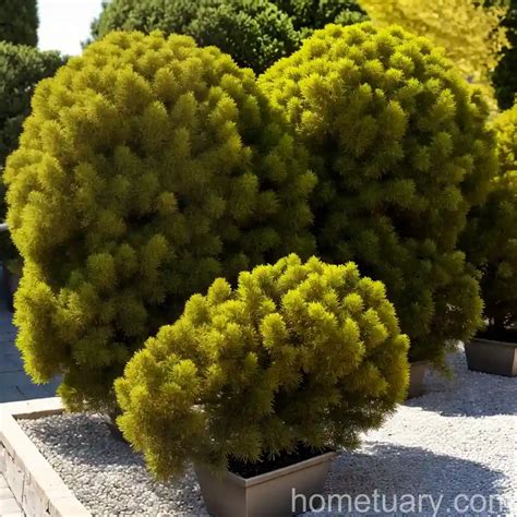 Chinese Juniper (Juniperus Chinensis 'Mac's Golden') - hometuary.com