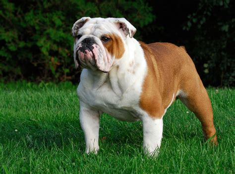 Bulldog | Description, Breeding, & Facts | Britannica