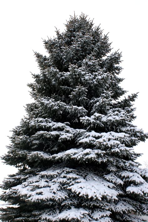 Pine Tree Coated with Snow Picture | Free Photograph | Photos Public Domain