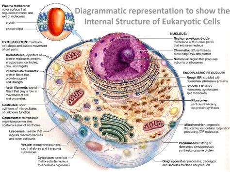 Chapter 2: Basic components of living systems | Note