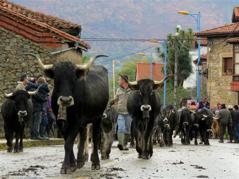 Local Culture & Traditions — Northern Spain Tour