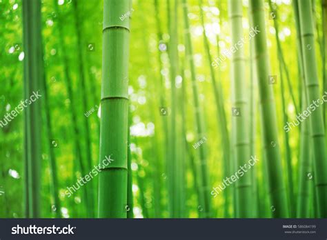 Bamboo Forest Japan Stock Photo 586084199 | Shutterstock