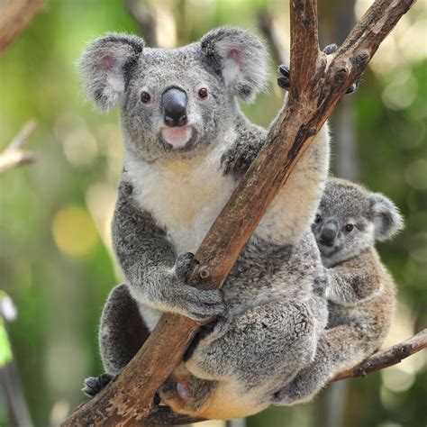 Koala Bear Interesting and Amazing All Basic Facts | Animals Lover