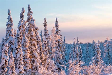 The boreal forest of Alaska