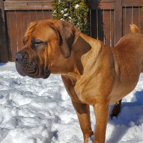 Boerboel Features - Sandor Boerboels | Dog Breeder