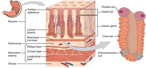 The Stomach and The Pancreas | Anatomy and Physiology