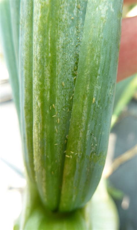 Vegetable: Thrips, Onion | UMass Center for Agriculture, Food and the ...