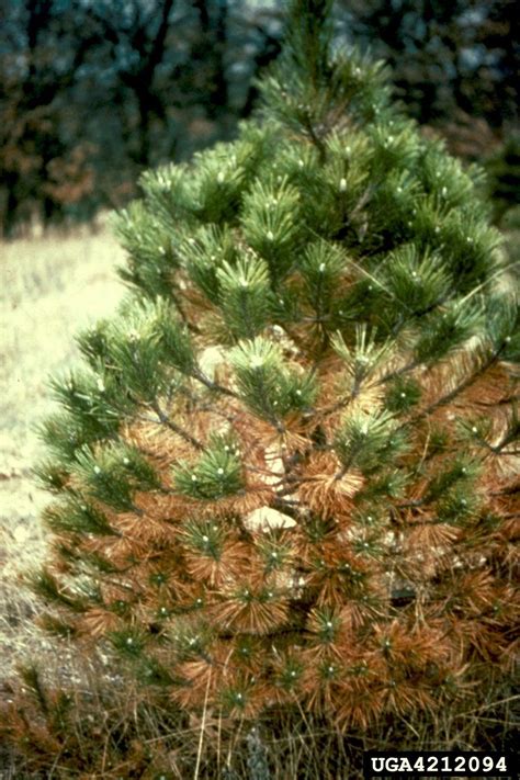 Dead Needles On Pine Trees - Reasons For Dead Needles On Lower Pine Branches | Gardening Know How