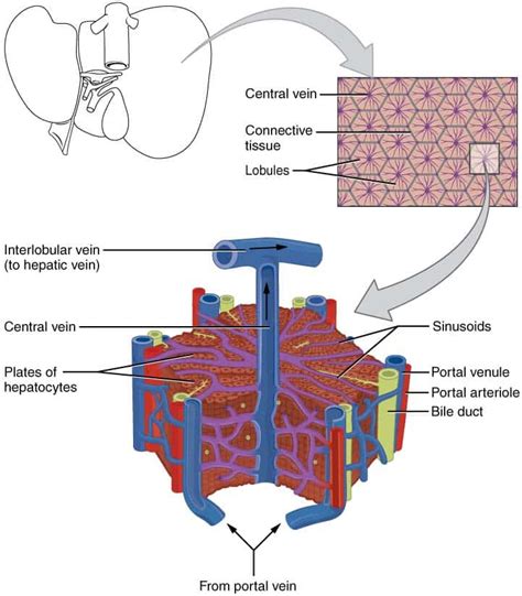 The Liver - Lobes - Ligaments - Vasculature - TeachMeAnatomy