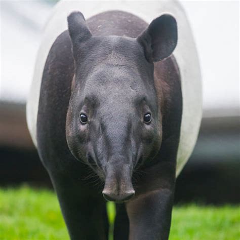 Malayan Tapir | The Zoo Society