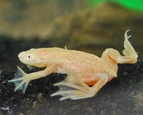 Albino frogs – Splashy Fin: Buy Aquarium Accessories & Decor online! Shipping across India!