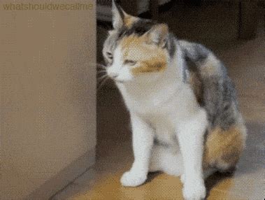 Cat Gif - IceGif