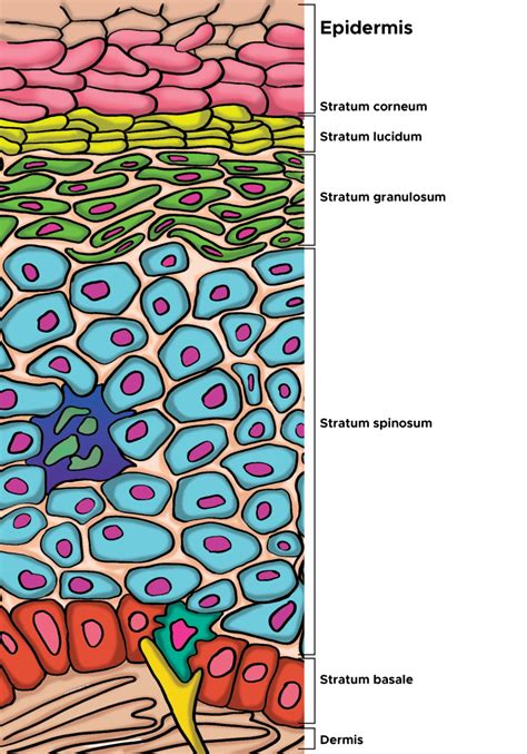 [Figure, Illustration of cells of the...] - StatPearls - NCBI Bookshelf