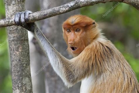 Proboscis monkey — Stock Photo © kjorgen #32453841