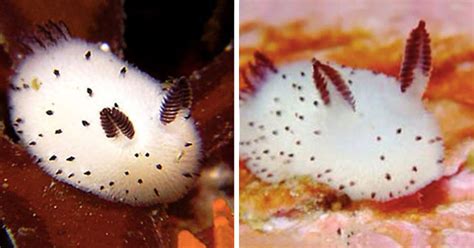 Sea Bunnies: Japan Is Going Crazy About These Furry Sea Slugs | Bored Panda