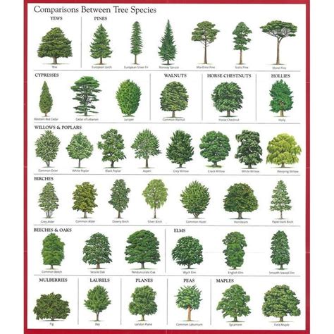 Enjoy some educational fun by learning to recognize some trees by their features and leaves with ...