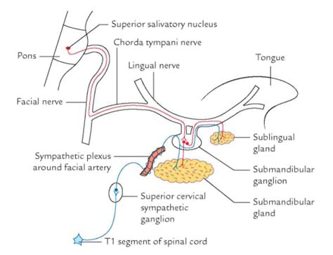 Head and Neck Anatomy: Sublingual Salivary Gland