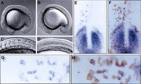 Control of her1 expression during zebrafish somitogenesis by a Delta-dependent oscillator and an ...