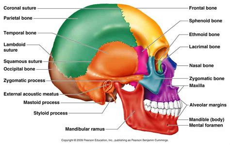 Labeled Diagrams Of Skull | MedicineBTG.com