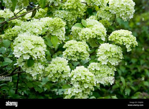 Viburnum macrocephalum hi-res stock photography and images - Alamy