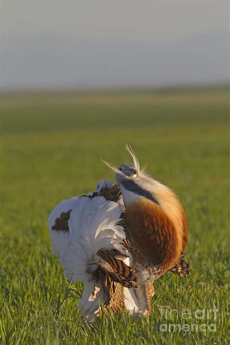 Great Bustard Display Photograph by Roger Tidman/FLPA - Pixels