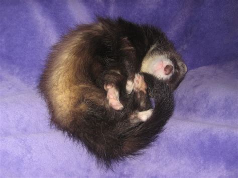 Sleeping ferret | Ferret, Animals, Sleep