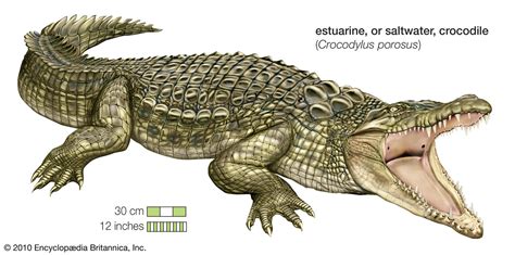 Crocodile | Habitat, Species, Diet, & Facts | Britannica