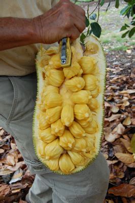 A new generation of jackfruit includes smaller varieties - Fairchild Tropical Botanic Garden