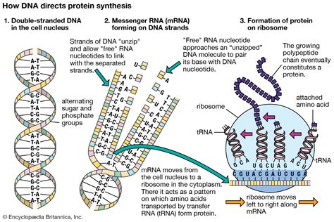 Protein Synthesis Process Diagram