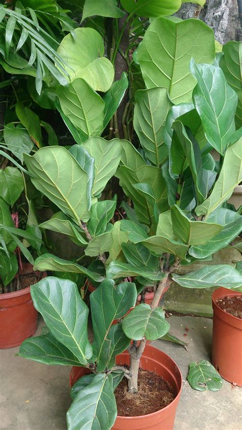 Fiddle Leaf Fig Leaves Pointing Up | The Fiddle Leaf Fig Plant Resource