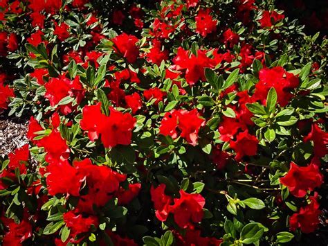 Hot Weather Plants That Thrive In Australian Summer • Garden Shire