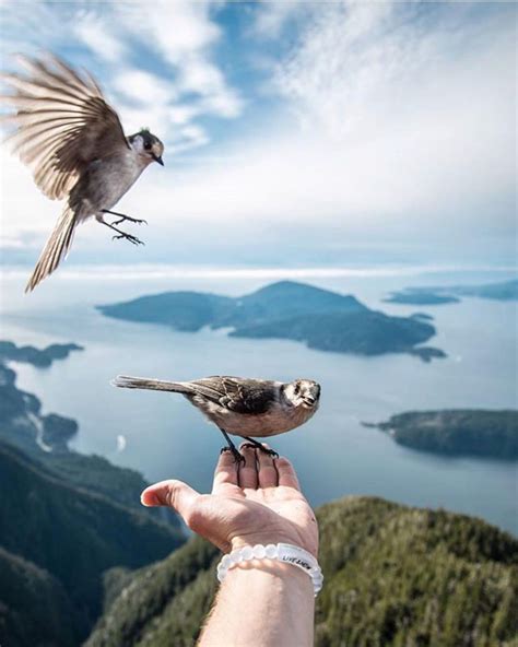 Norway | Beautiful norway, Norway, Pet birds