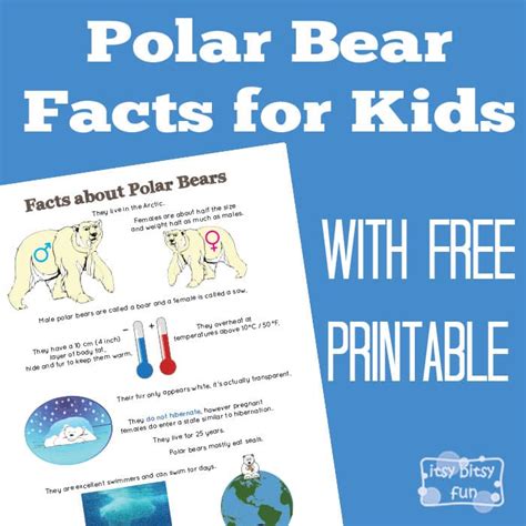 Polar Bear Facts for Kids - Itsy Bitsy Fun