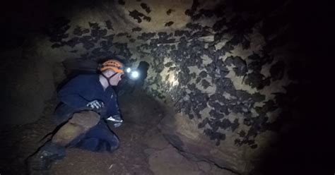 Some 86,000 bats found in Newport cave; only 14 caves in US have this ...