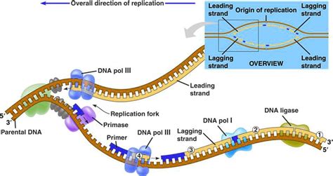 SOLVED: Overall direction of replication Leading Lagging Origin of ...