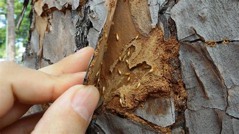 How to Know if my Tree has Termites – Signs of Termites - ctl Services