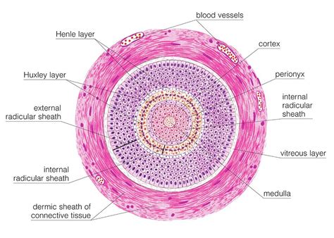 Anatomy Of A Hair Follicle - Anatomy Reading Source